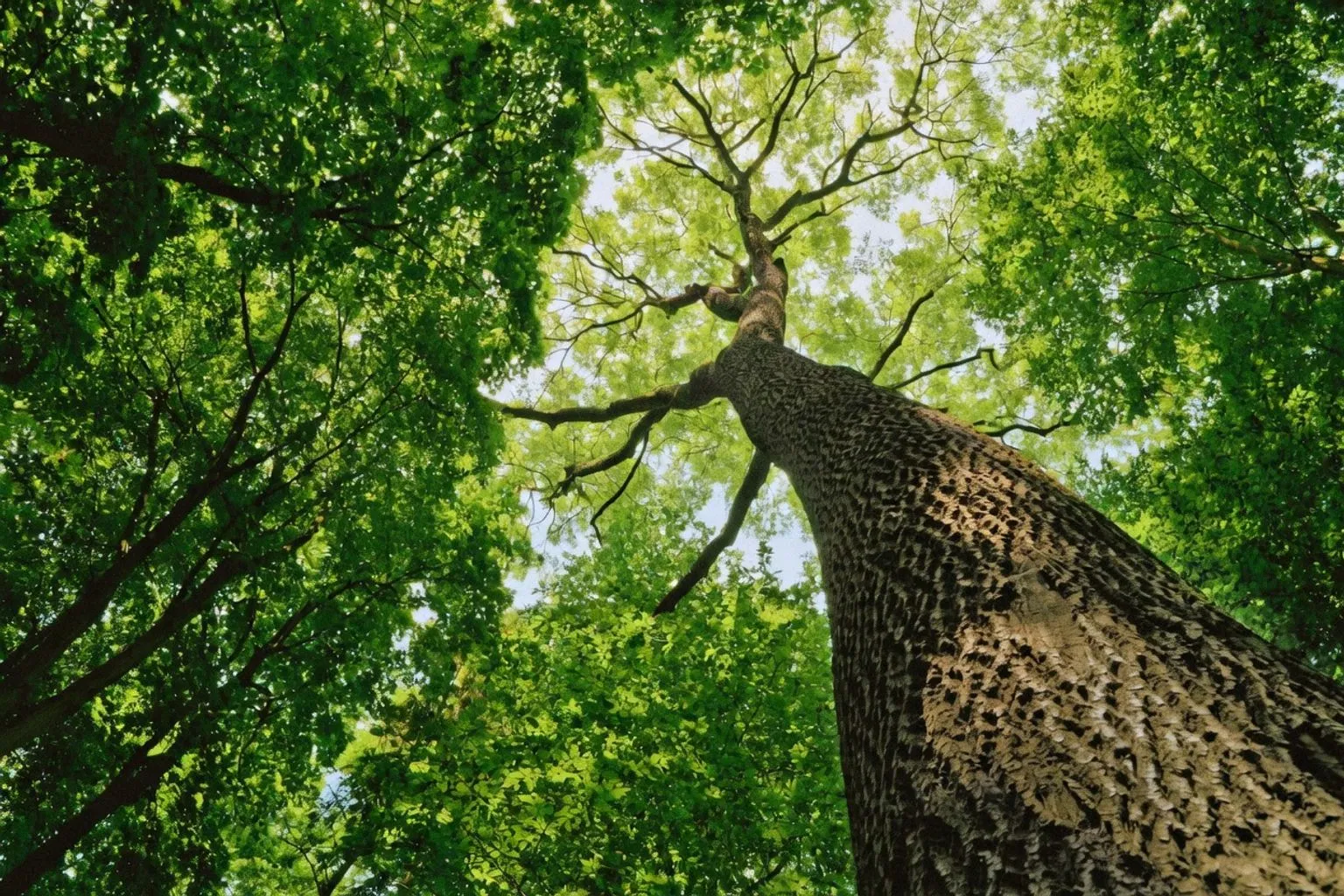 Allégations environnementales : les nouvelles règles européennes pour vos objets publicitaires