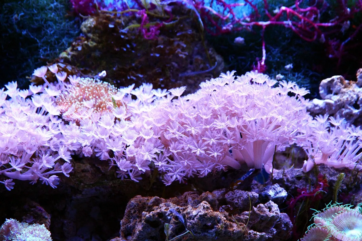 Aquarium Ripley des Smokies : test des modes de réservation