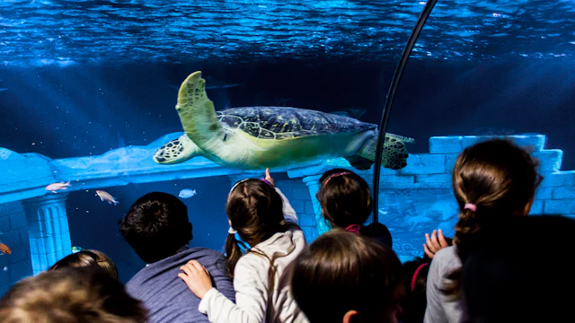 Sea Life Porto