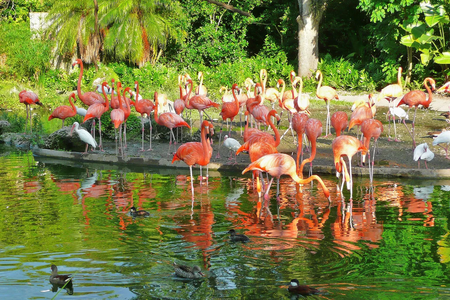 Zoo de Miami : l'achat de billets vaut-il vraiment le coût ?