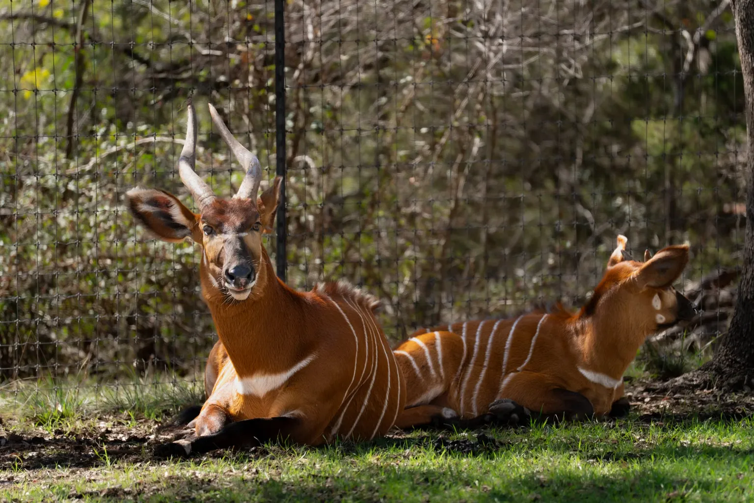 Zoo de San Antonio billets : trois formules selon vos priorités
